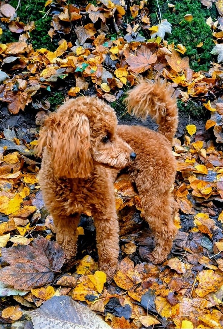 Tosia standing among golden autumn leaves
