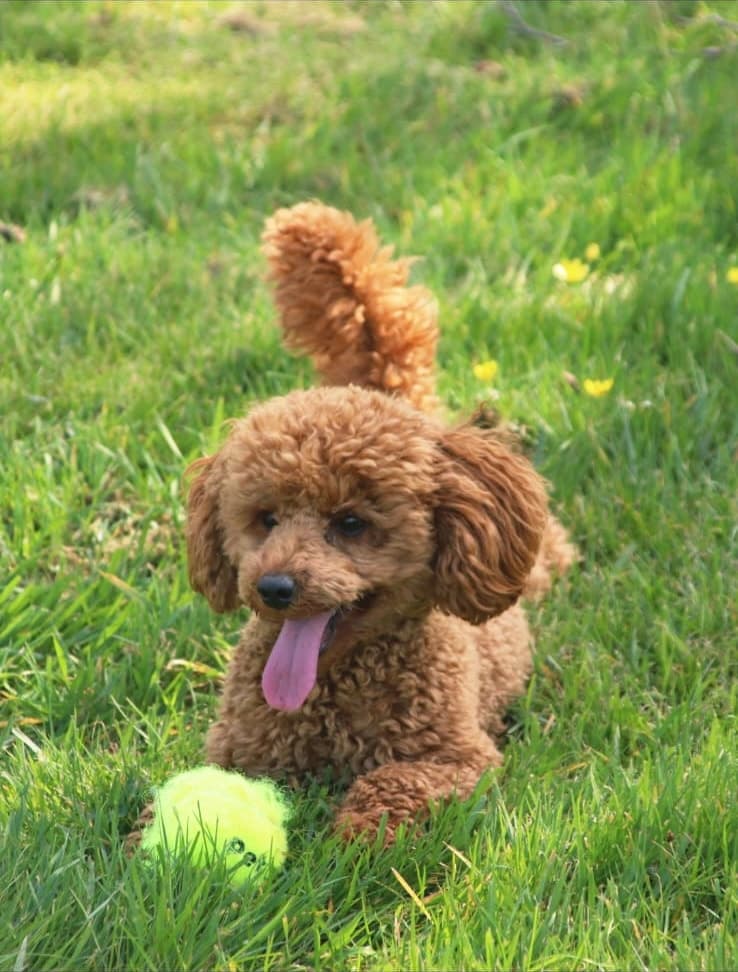 Tosia sitting in the grass with her tongue out after a run