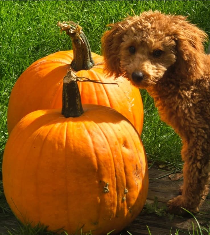Tosia peering out from behind two large orange pumpkins