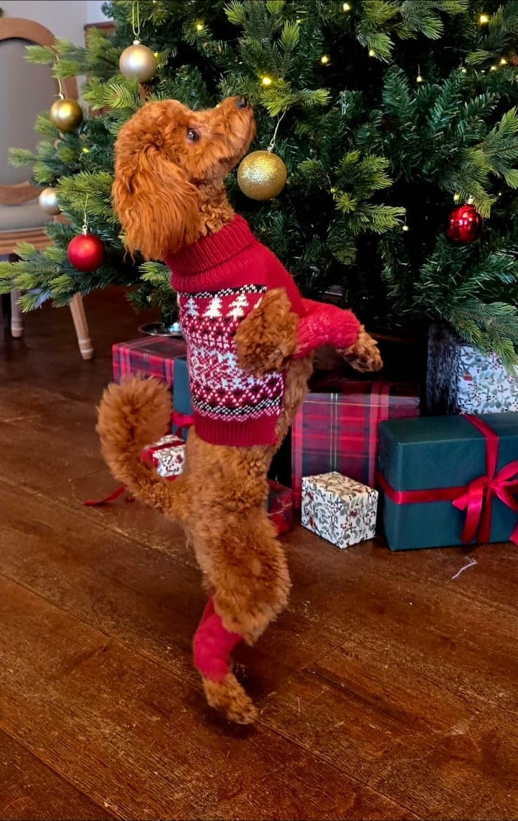 Tosia in a Christmas jumper beside the tree and wrapped presents