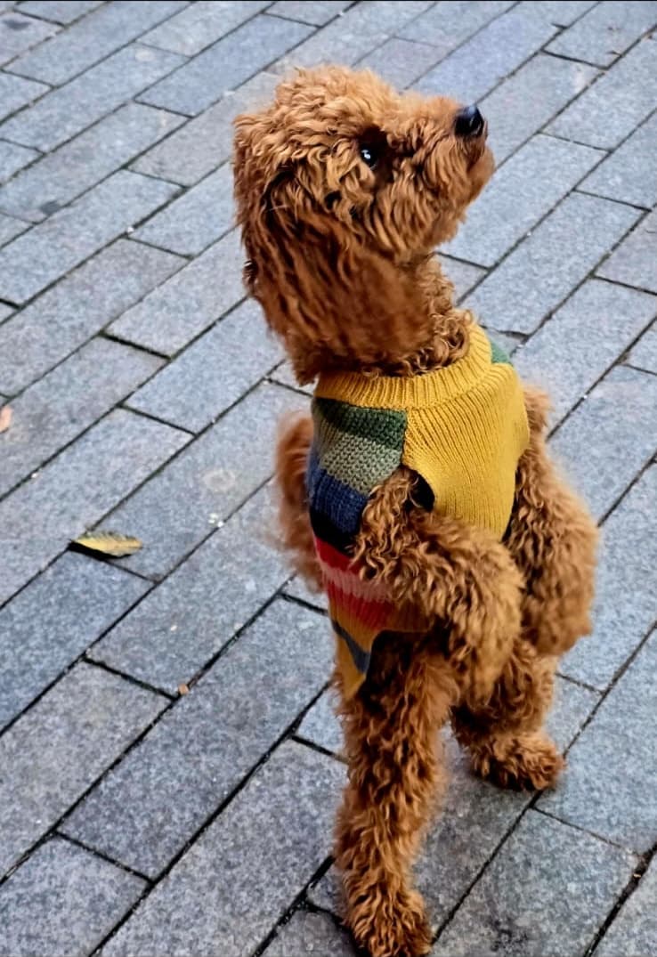 Tosia in a striped jumper looking up expectantly on a garden path