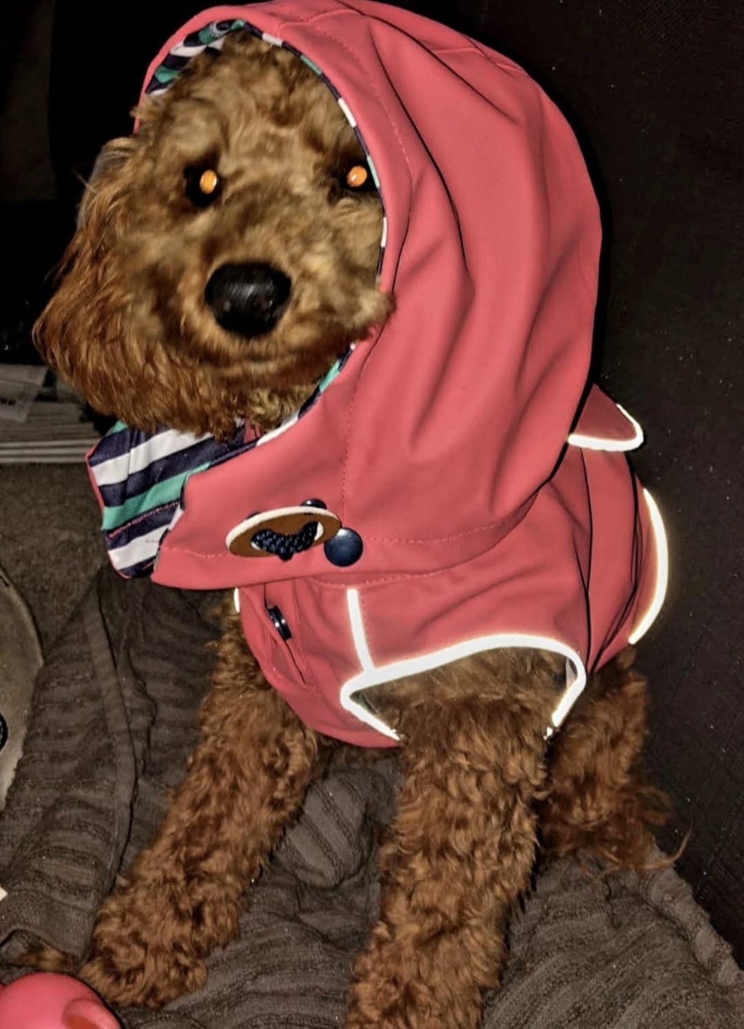 Tosia in a red hooded top, curled up comfortably