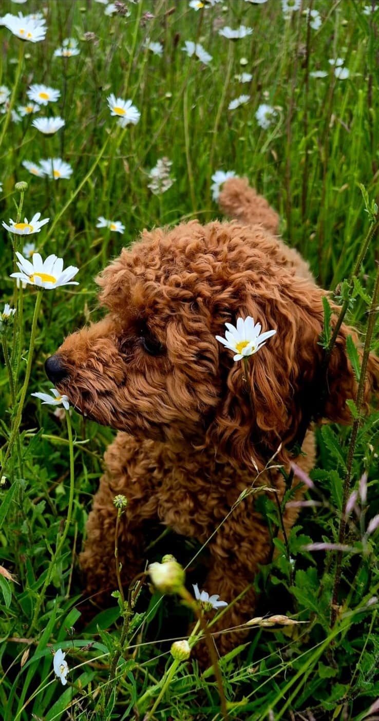 Tosia among white daisies, one flower resting against her muzzle