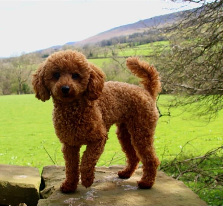 Tosia on a grassy hillside with rolling countryside behind her