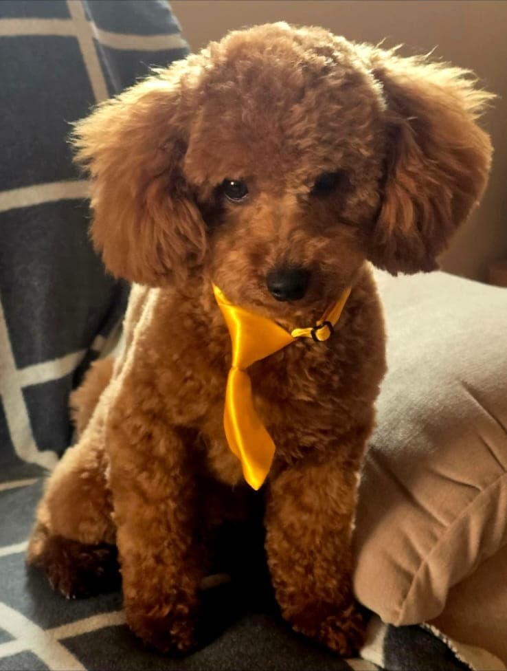 Tosia wearing a yellow neckerchief, ears framing her face