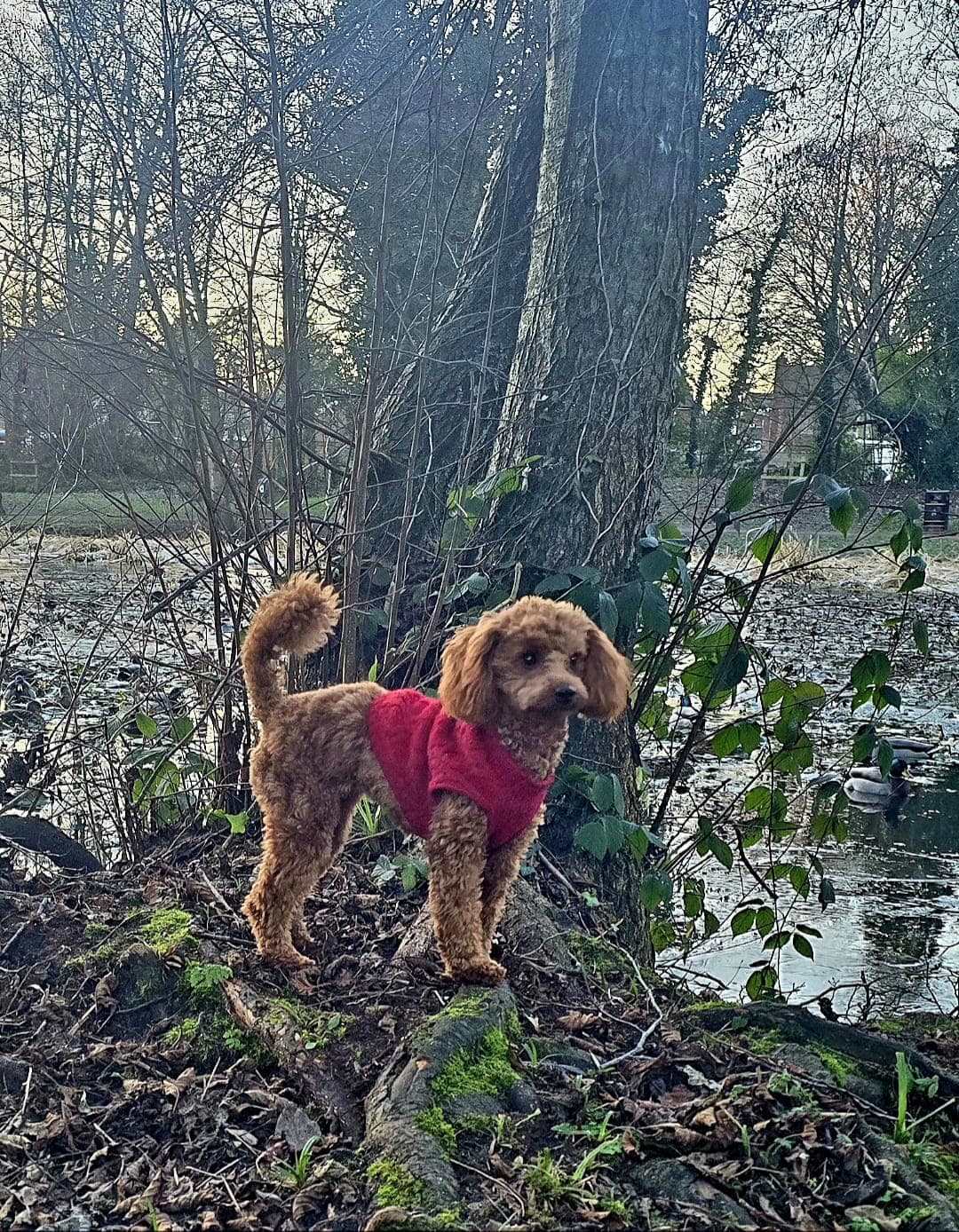 Tosia in a red coat on a woodland path