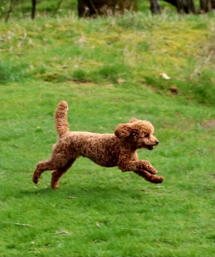 Tosia running across the grass at full stretch