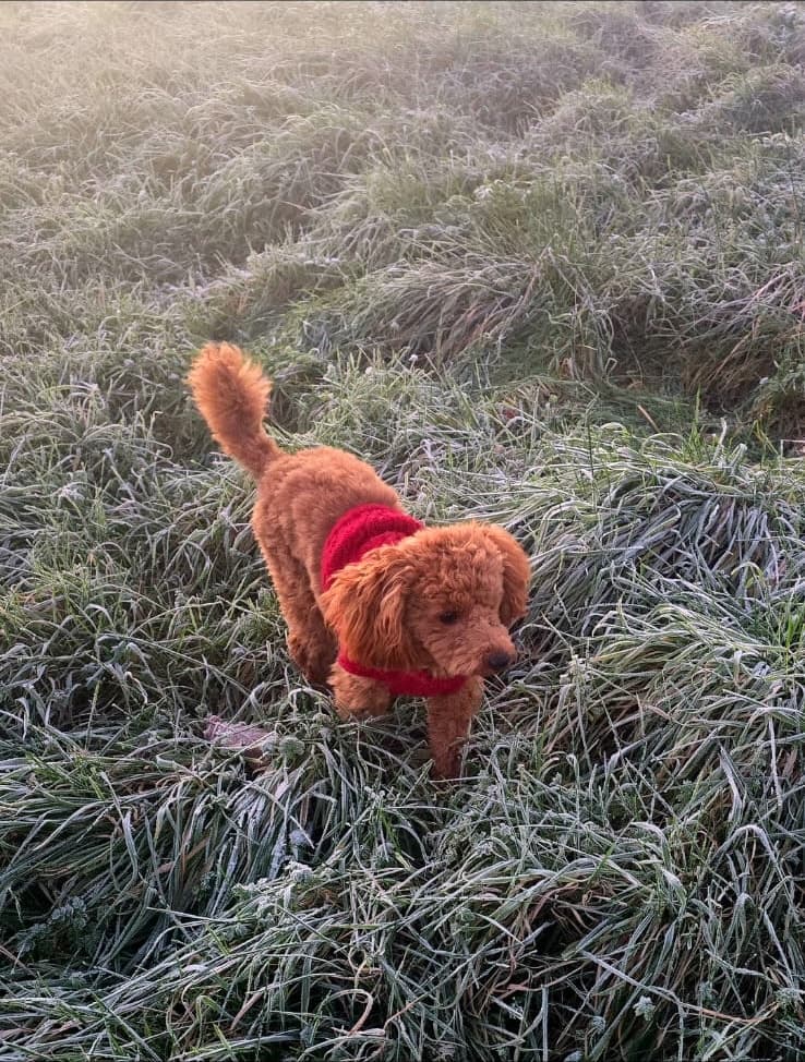 Tosia in a red coat walking through frost-covered grass