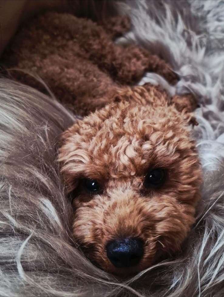 Close-up of Tosia’s face as she rests, eyes half open