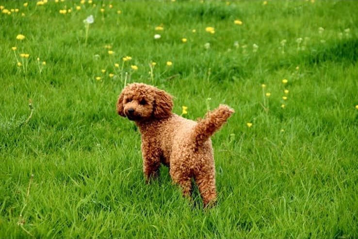 Tosia standing in a wide green meadow dotted with buttercups
