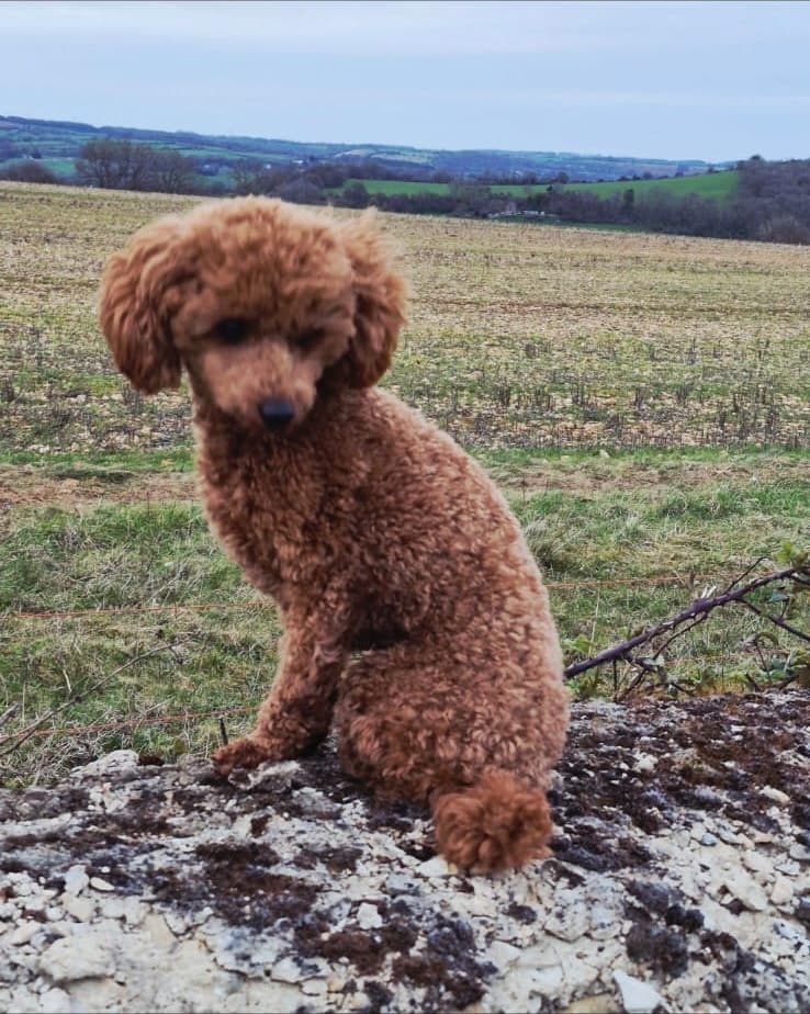 Tosia standing in an open field under a pale sky