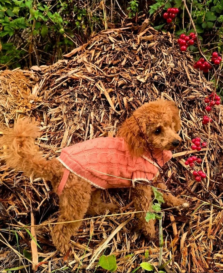 Tosia in a coral coat resting in straw beside red berries
