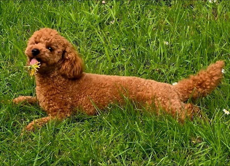 Tosia stretched out in long green grass
