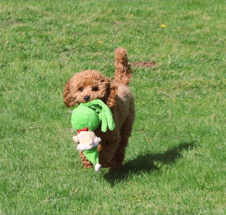 Tosia carrying a green soft toy across the lawn