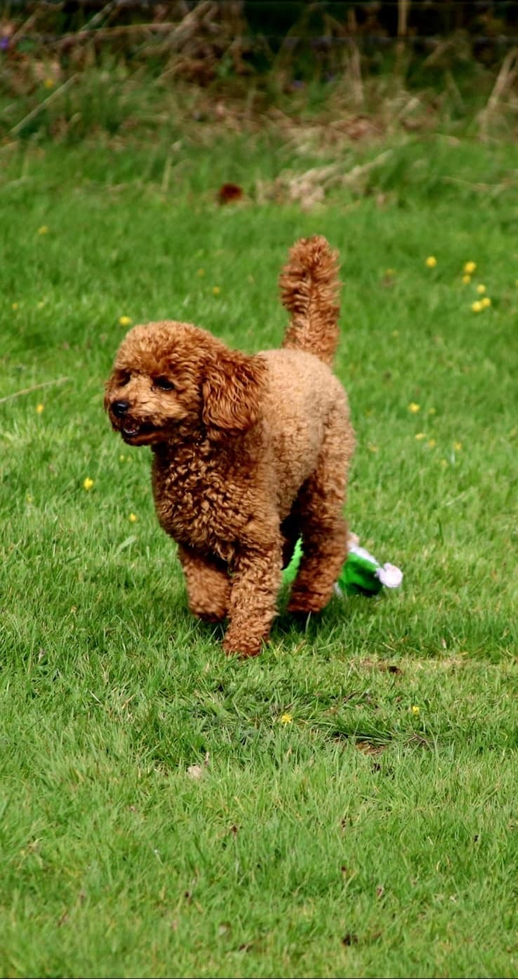 Tosia trotting through the garden with her ears bouncing