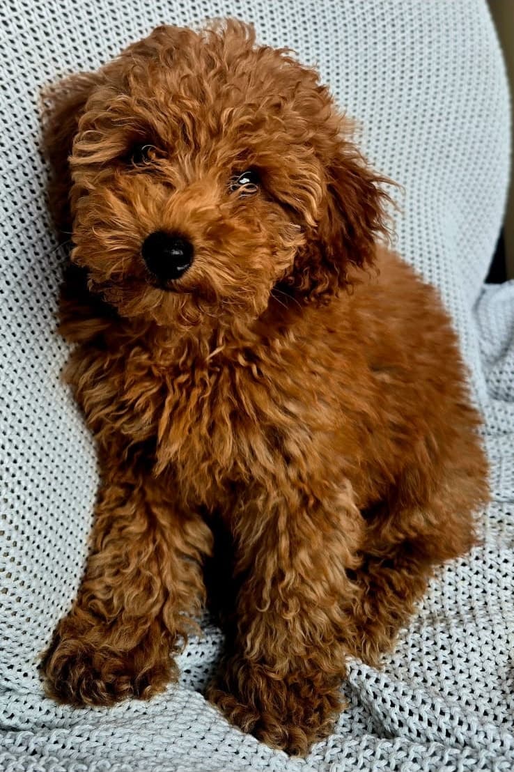 Tosia looking straight at the camera, her red curls framing dark expressive eyes