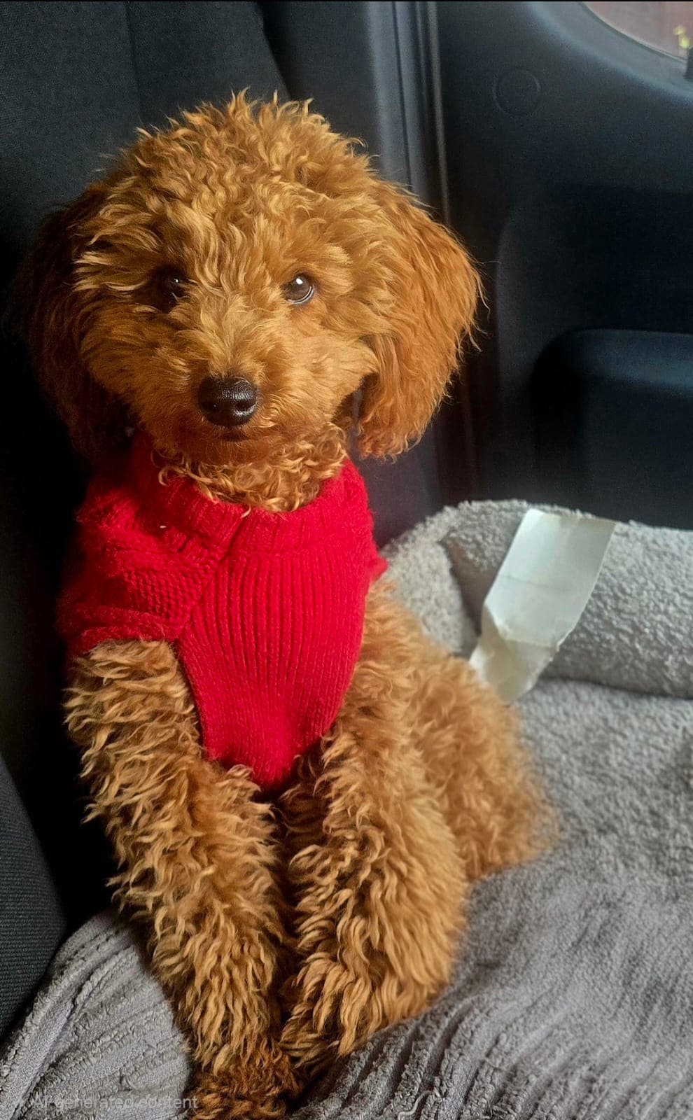 Tosia sitting up in a red jumper on a sheepskin throw