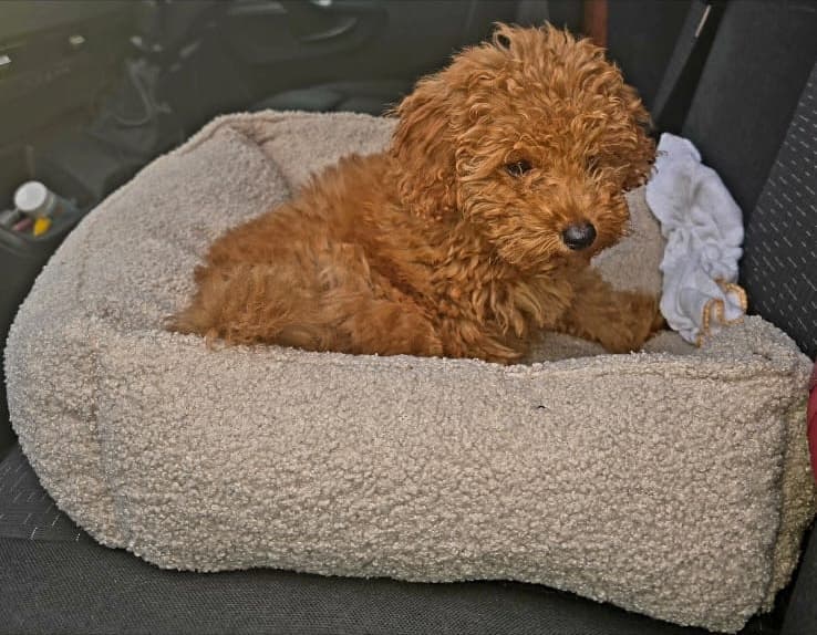 Tosia settled in her bed with her head resting on the edge